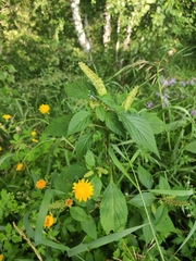 Elsholtzia ciliata