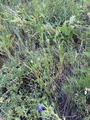 Erysimum hieraciifolium