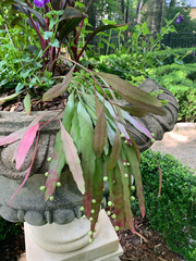 Pseudorhipsalis ramulosa