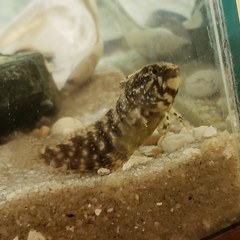 Chasmodes bosquianus