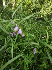 Campanula rapunculoides