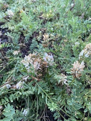 Astragalus austrosibiricus