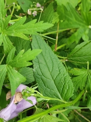 Campanula rapunculoides