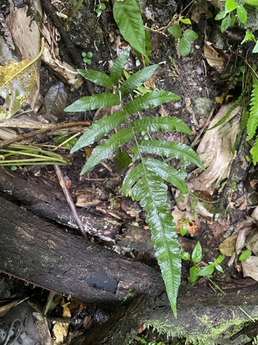 Goniopteris hastata