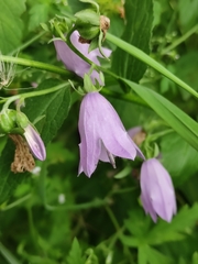 Campanula rapunculoides