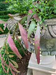 Pseudorhipsalis ramulosa