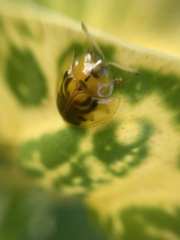 Eurypepla brevilineata