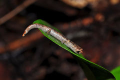 Nauta Mushroomtongue Salamander photo 3