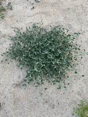 Chenopodium karoi