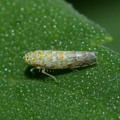 Eupteryx decemnotata