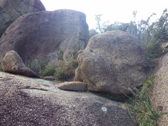 Asplenium flabellifolium