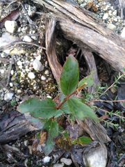 Eucalyptus brookeriana