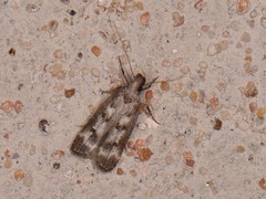 Dichomeris inversella
