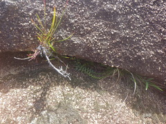 Asplenium flabellifolium