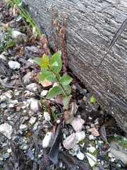 Eucalyptus brookeriana