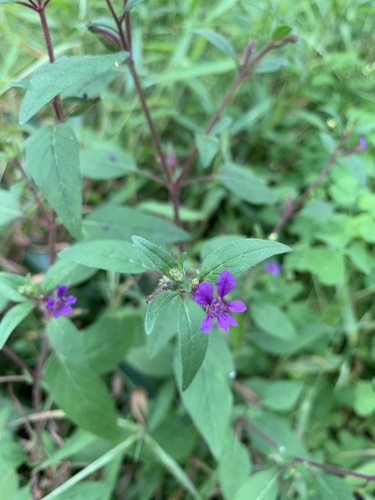 Blue waxweed (Cuphea viscosissima)