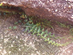Asplenium flabellifolium