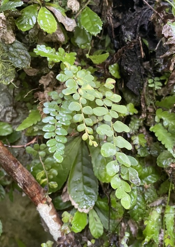 Anemia portoricensis