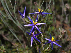 Calectasia intermedia