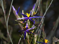 Calectasia intermedia