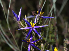 Calectasia intermedia