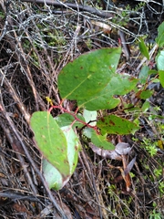 Eucalyptus brookeriana