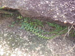 Asplenium flabellifolium