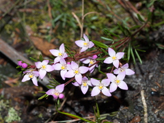 Boronia pilosa