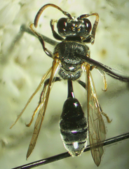 Pseneo simplicicornis