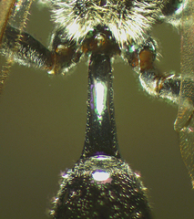 Pseneo simplicicornis