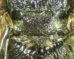 Pseneo simplicicornis