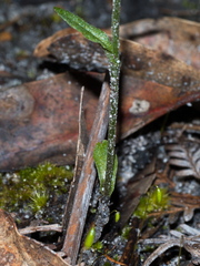 Pterostylis melagramma