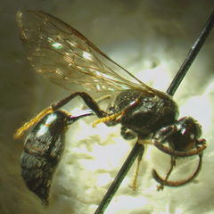 Pseneo simplicicornis