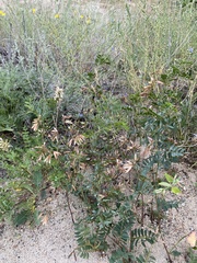 Vicia nervata