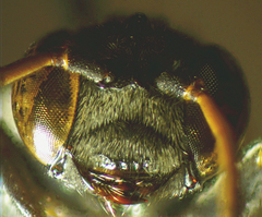 Pseneo simplicicornis