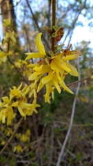 Forsythia × intermedia