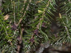 Acrotriche serrulata