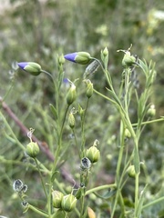 Linum komarovii