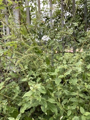 Achyranthes bidentata