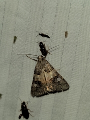 Drasteria ingeniculata