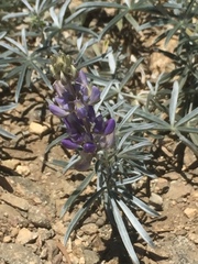 Lupinus elatus