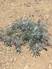 Lupinus elatus