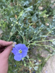 Linum komarovii