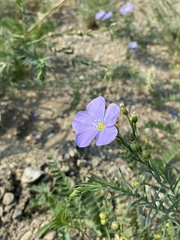Linum komarovii