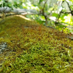 Haplocladium microphyllum