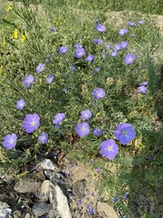 Linum komarovii