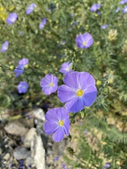 Linum komarovii