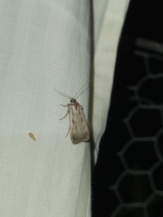 Tathorhynchus exsiccata