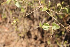 Commicarpus scandens