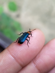 Prionocerus coeruleipennis